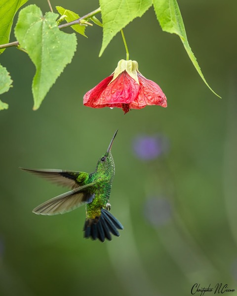 Steely-vented Hummingbird