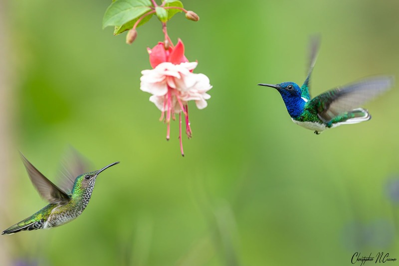 White-necked Jacobin