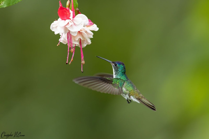 Andean Emerald
