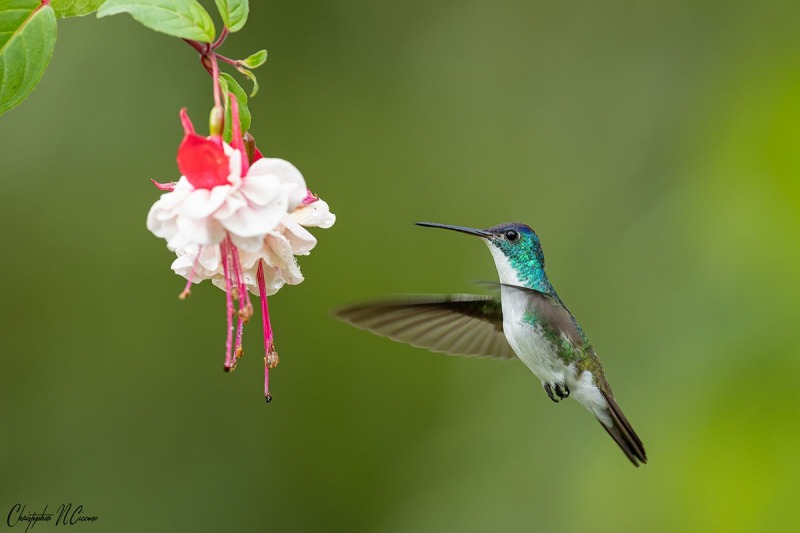 Andean Emerald