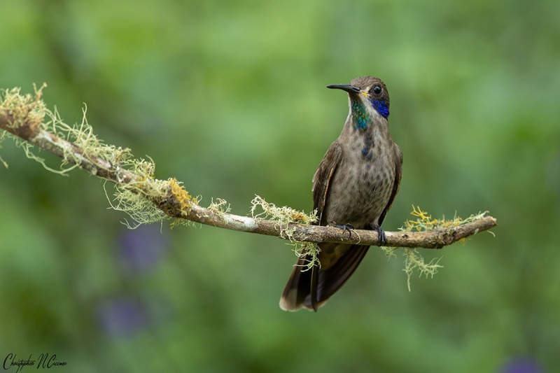 Brown Violetear
