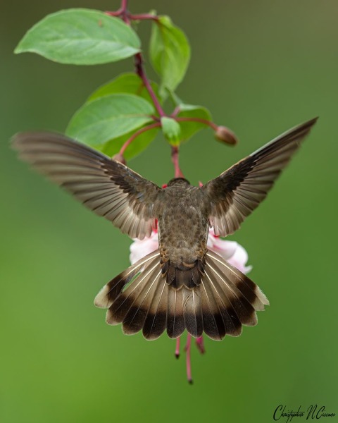 Brown Violetear