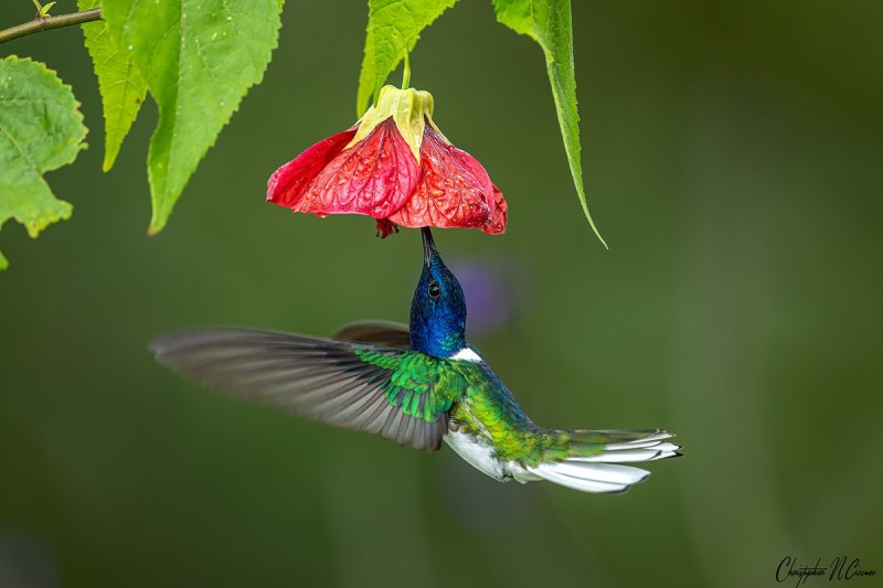 White-necked Jacobin