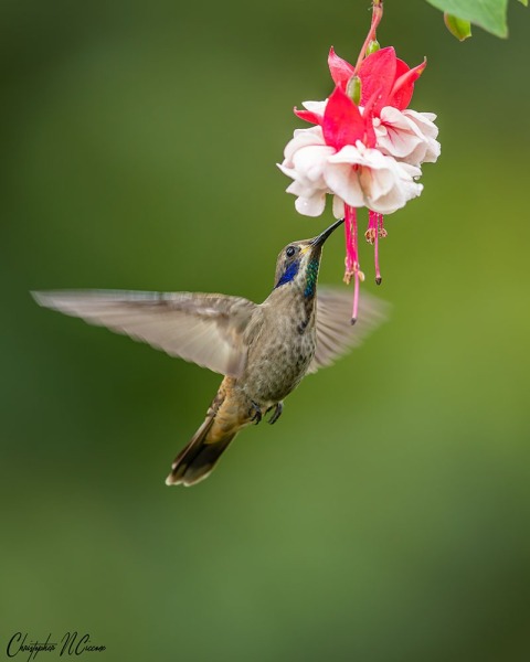 Brown Violetear