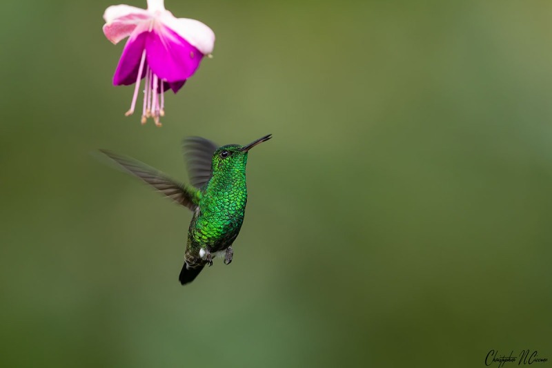 Steely-vented Hummingbird