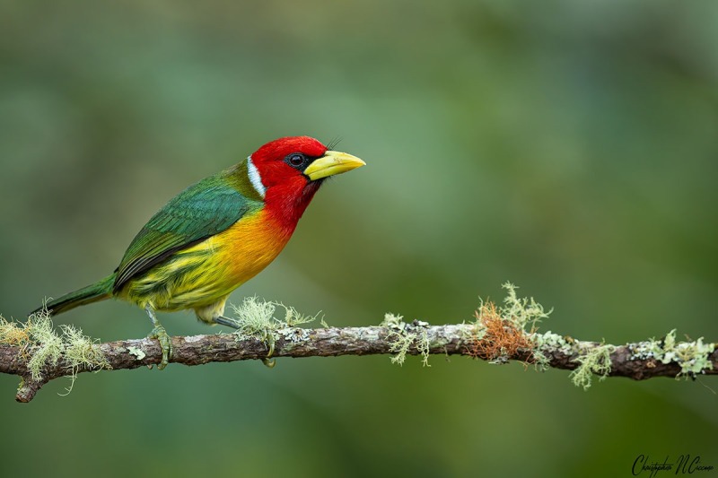 Red-headed Barbet