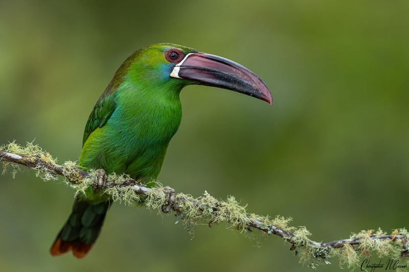 Crimson-rumped Toucanet