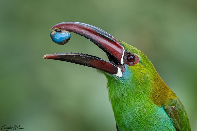 Crimson-rumped Toucanet