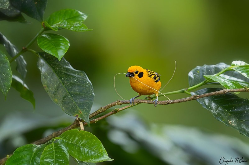 Golden Tanager