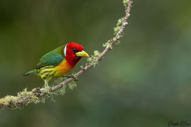 Red-headed Barbet