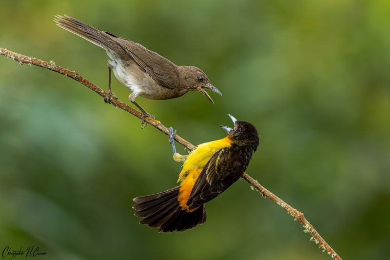 Black-billed Thrush &amp; Flame-rumped Tanager