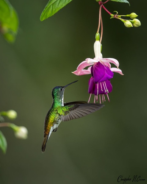 Andean Emerald