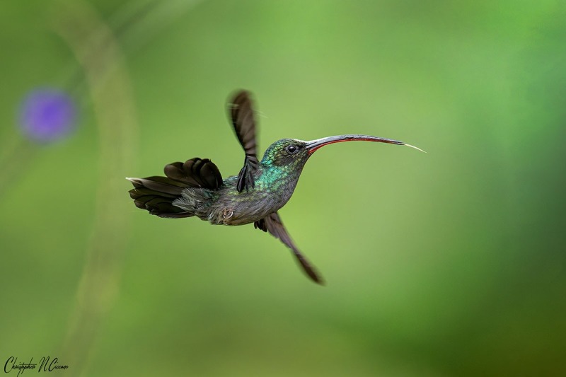 Green Hermit