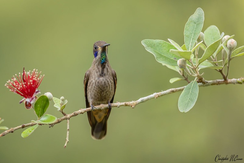 Brown Violetear