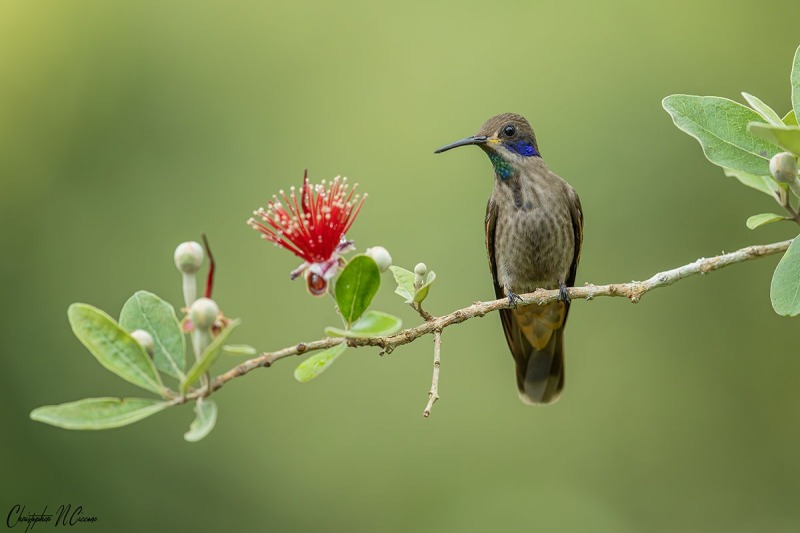 Brown Violetear