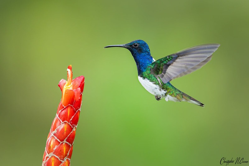 White-necked Jacobin