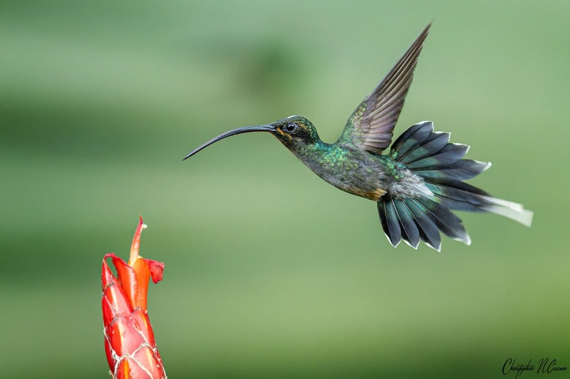 Green Hermit