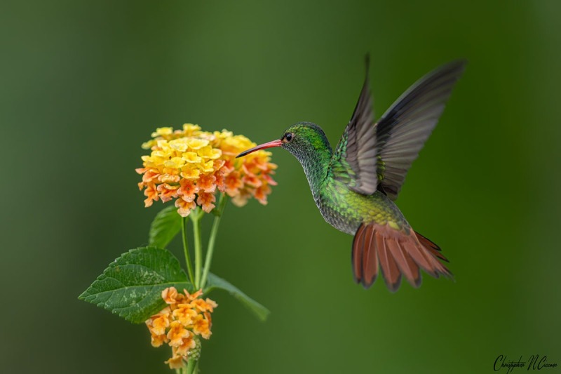 Rufous-tailed Hummingbird
