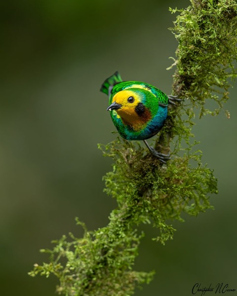 Multicolored Tanager