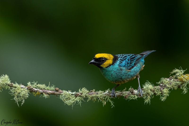 Saffron-crowned Tanager