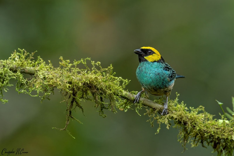 Saffron-crowned Tanager