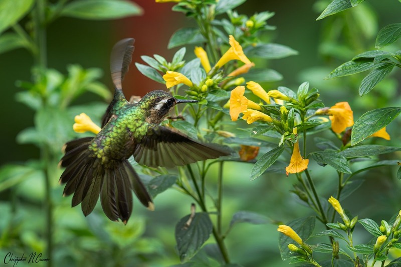 Speckled Hummingbird