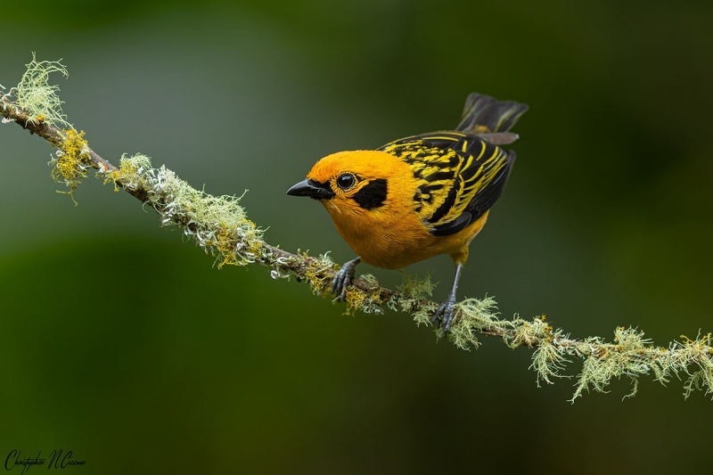 Golden Tanager