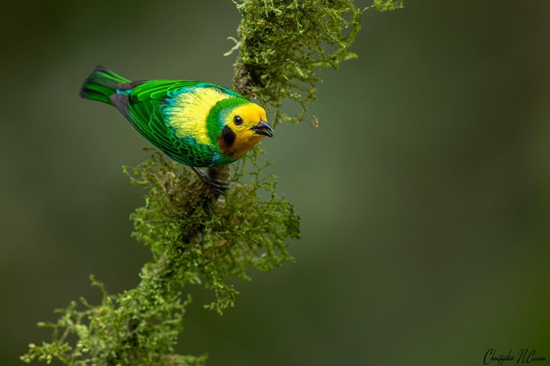 Multicolored Tanager