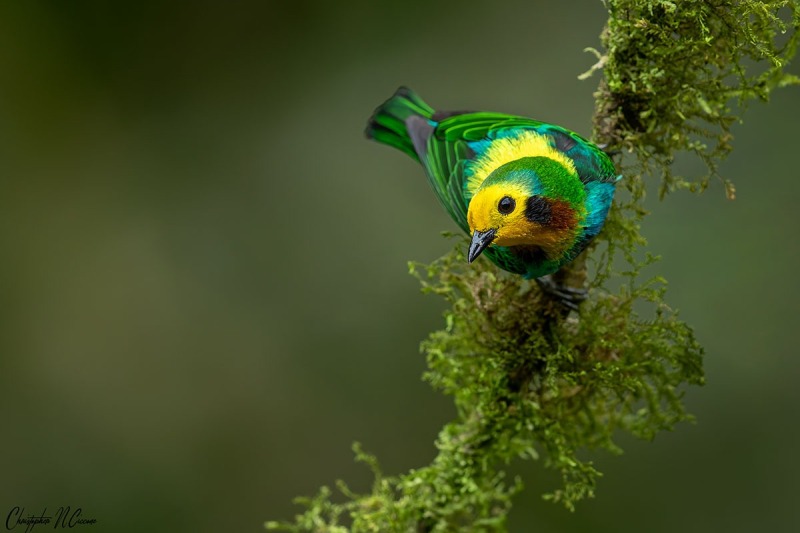 Multicolored Tanager