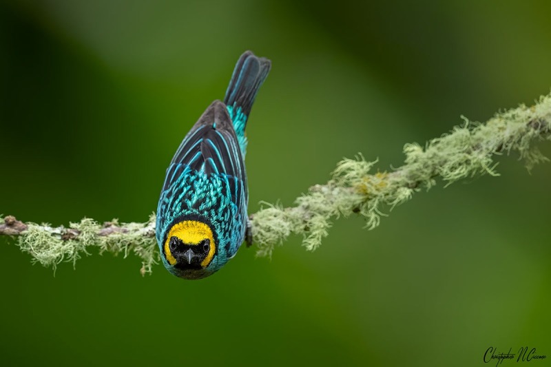 Saffron-crowned Tanager