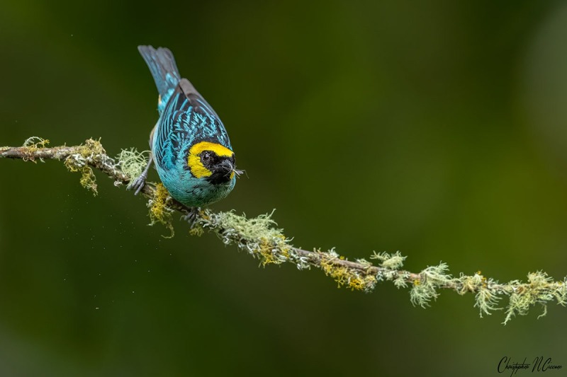 Saffron-crowned Tanager