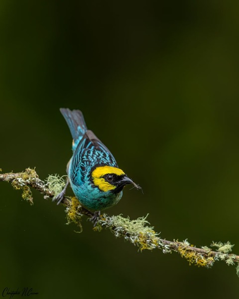 Saffron-crowned Tanager