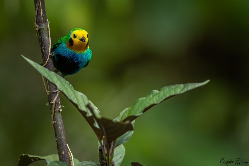Multicolored Tanager