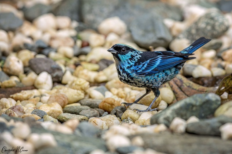 Beryl-spangled Tanager