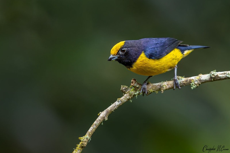 Orange-bellied Euphonia