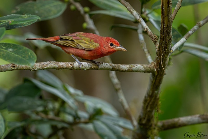 Summer Tanager