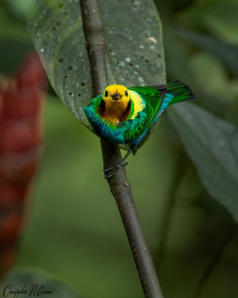 Multicolored Tanager