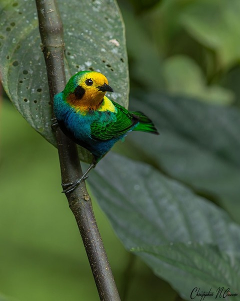 Multicolored Tanager