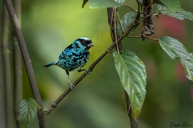 Beryl-spangled Tanager