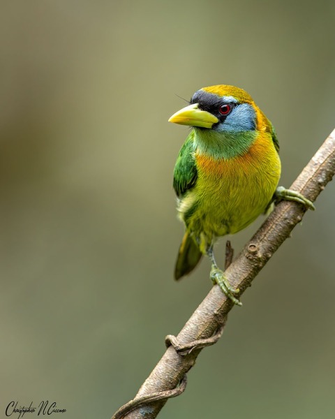 Red-headed Barbet