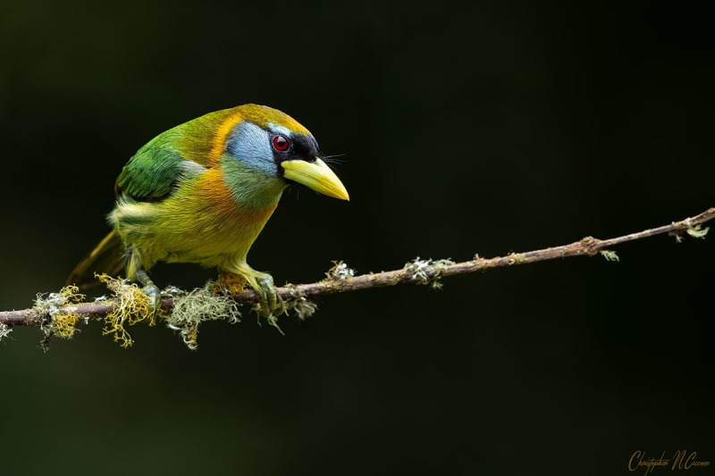 Red-headed Barbet