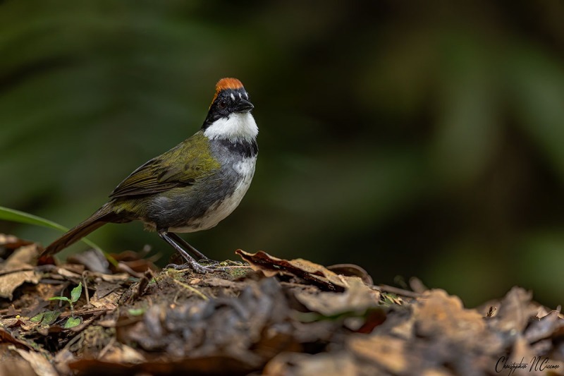 Chestnut-capped Brushfinch