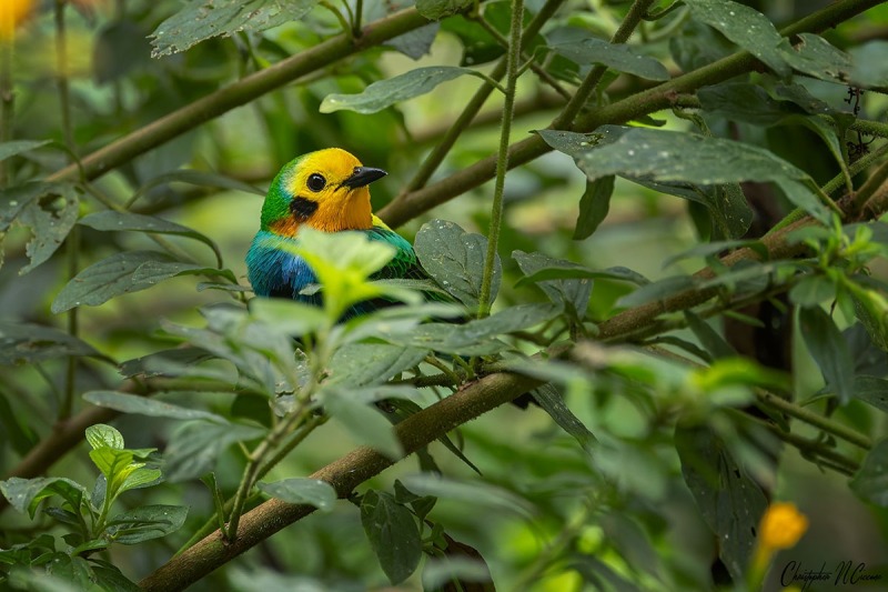 Multicolored Tanager