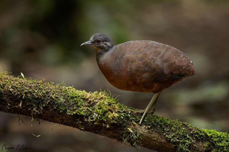 Little Tinamou