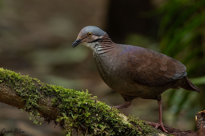 White-throated Quail-Dove