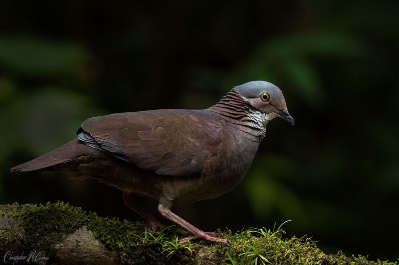 White-throated Quail-Dove