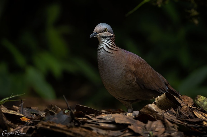 White-throated Quail-Dove