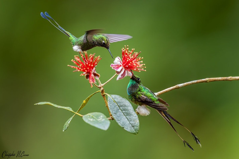 White-booted Racket-tail