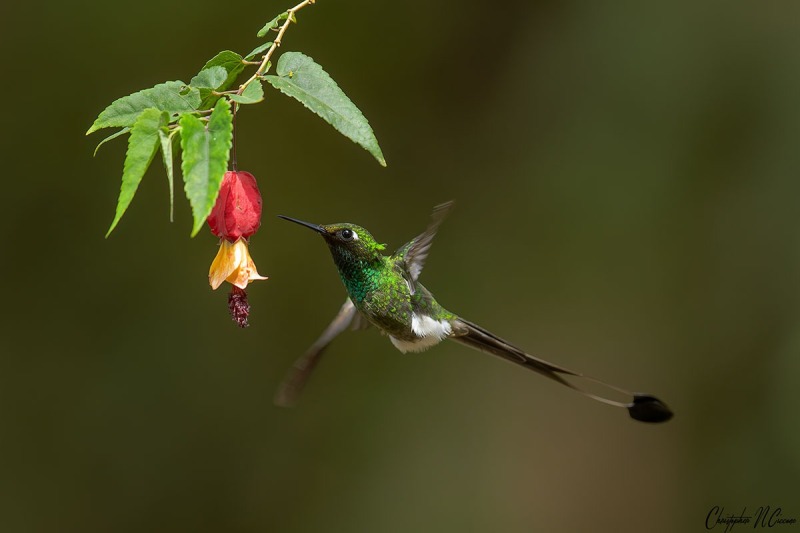 White-booted Racket-tail