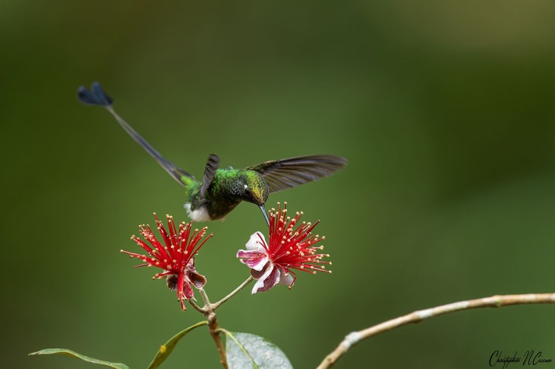 White-booted Racket-tail